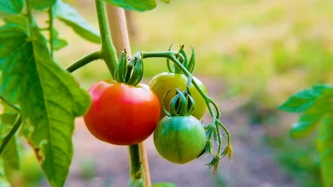 Red tomatoes growing on a stem 動画素材 93582070