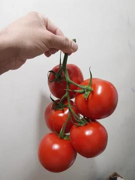 Red tomatoes on hand Fotos Stock