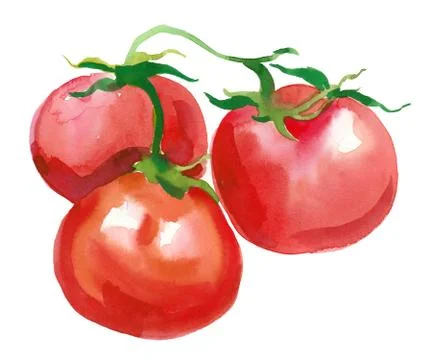 Red tomatoes Illustrazione stock