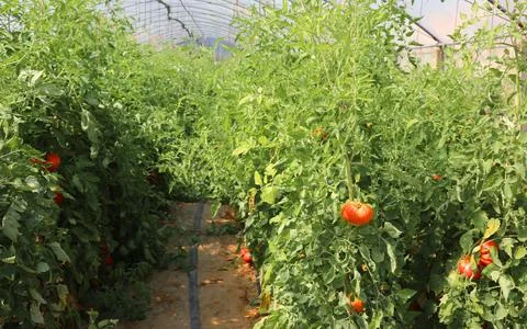 Red tomatoes inside a temperature-controlled greenhouse for the production of Stockfoto's
