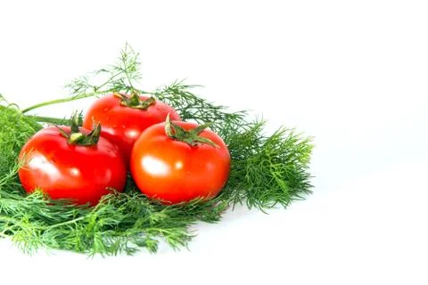 Red tomatoes lie on a bouquet of dill Stock Photos