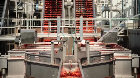 Red tomatoes moving on conveyor in processing plant Stock-Footage 347964719
