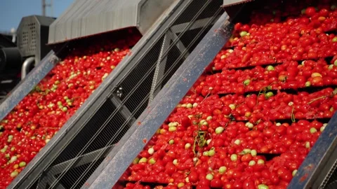 Red tomatoes moving on conveyor in processing plant 動画素材 347964919