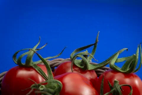Red tomatoes over blue background Stock Photos