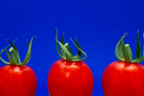 Red tomatoes over blue background Stock Photos