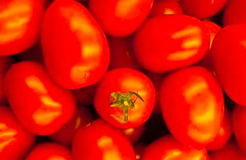 Red Tomatoes Stock Photos