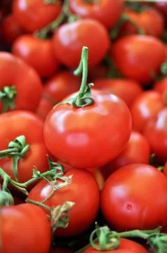 Red Tomatoes 库存照片