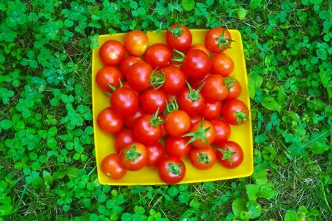Red tomatoes Stock Photos