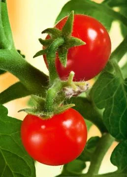 Red tomatoes Stock Photos