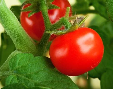 Red tomatoes Stock-Fotos
