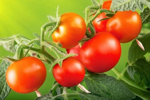Red tomatoes Stock Photos