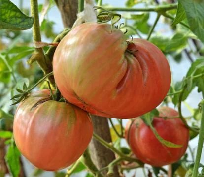 Red tomatoes Foto stock
