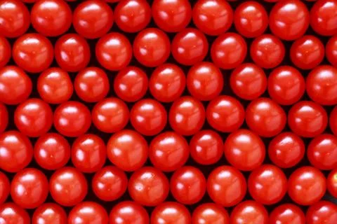 The red tomatoes 库存照片