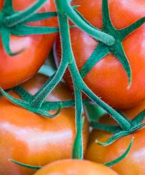 Red Tomatoes Stock Photos