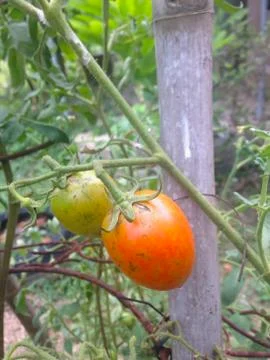 Red tomatoes Stock Photos