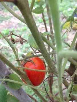 Red tomatoes Stock Photos