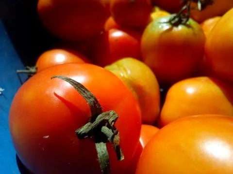Red Tomatoes Foto stock