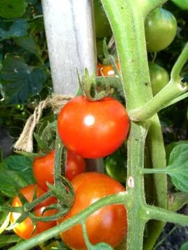 Red Tomatoes Stock Photos