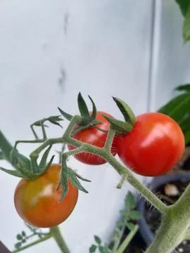 Red tomatoes Stock Photos