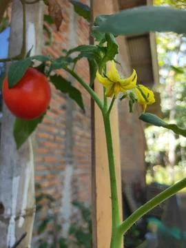 Red tomatoes Foto stock