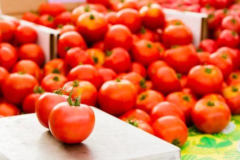 Red tomatoes Stock Photos