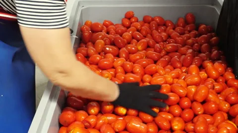Red tomatoes on the processing line, manual cleaning is used Stock Footage 105695825