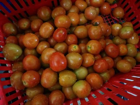 Red tomatoes in red basket Stock Photos