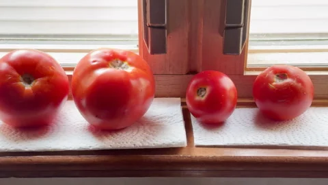 Red tomatoes rest on paper towels in window to finish ripening. Stock Footage 344907335