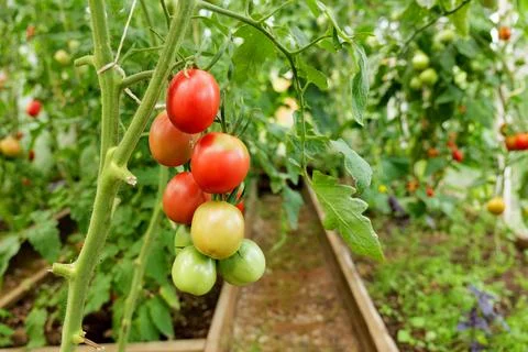 Red tomatoes ripening on the vine inside a greenhouse. Organic farming and home Stock Photos