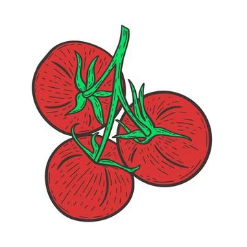 Red tomatoes on a twig hand drawn engraving vintage vector illustration Stock Illustration