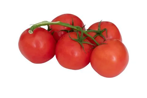 Red tomatoes on a twig on a white background. Red tomatoes on a white background Stock Photos