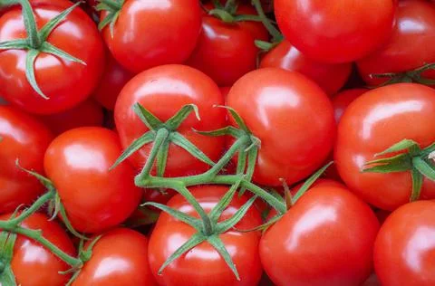 Red tomatoes on vine close up Stock Photos