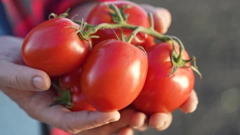 Red tomatoes on vine held by farmer hands after harvest. Organic produce grown Stock Footage 320114193