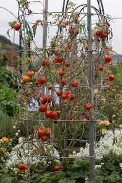 Red Tomatoes on a vine Stock Photos