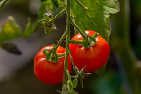 Red Tomatoes on the vine. Stock Photos