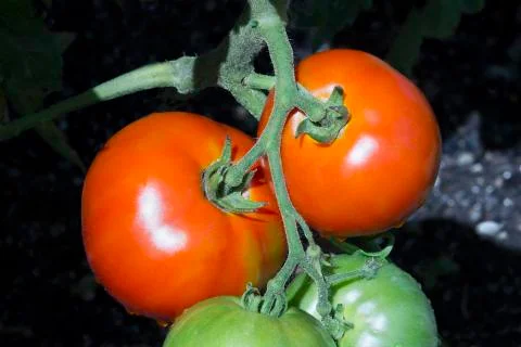 Red Tomatoes on the Vine Stock Photos