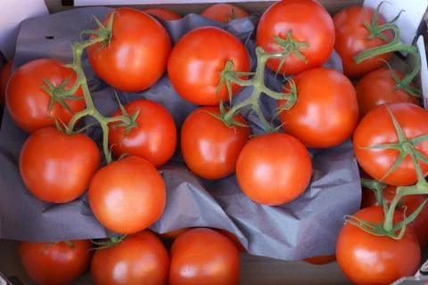 Red tomatoes on the vine Stock Photos