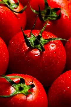 Red tomatoes with water drops Stock Photos