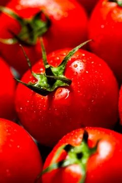 Red tomatoes with water drops Stock Photos