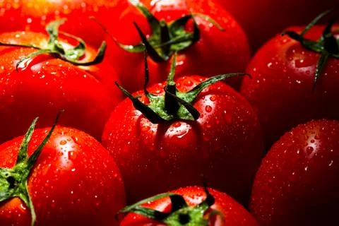 Red tomatoes with water drops Stock Photos