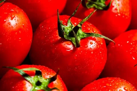 Red tomatoes with water drops Stock Photos