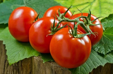 Red tomatos Stock Photos