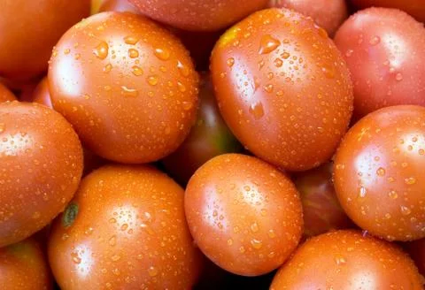 Red  tomatos. Stock Photos