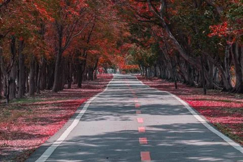 Red tone color road through and trees in park.Autumn theme. Stock Photos