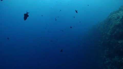 Red tooth triggerfish feeding and schooling on protected deep wall, Odonus Stock Footage 61931625