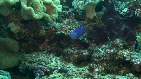 Red-tooth triggerfish Stock Footage 131104950