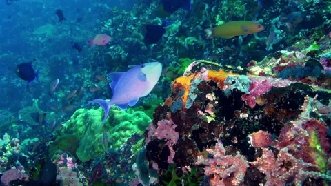 Red tooth triggerfish Stock Footage 307148836