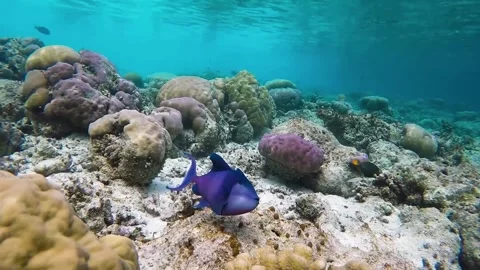 Red toothed triggerfish with blue stripe cleaner wrasse at the cleaner station i Stock Footage 245952622