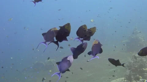 Red-Toothed Triggerfish Stock Footage 227826547