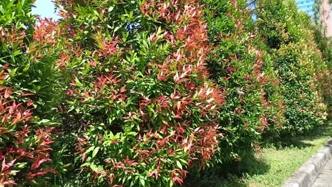 Red-topped trees Stock Footage 212096629